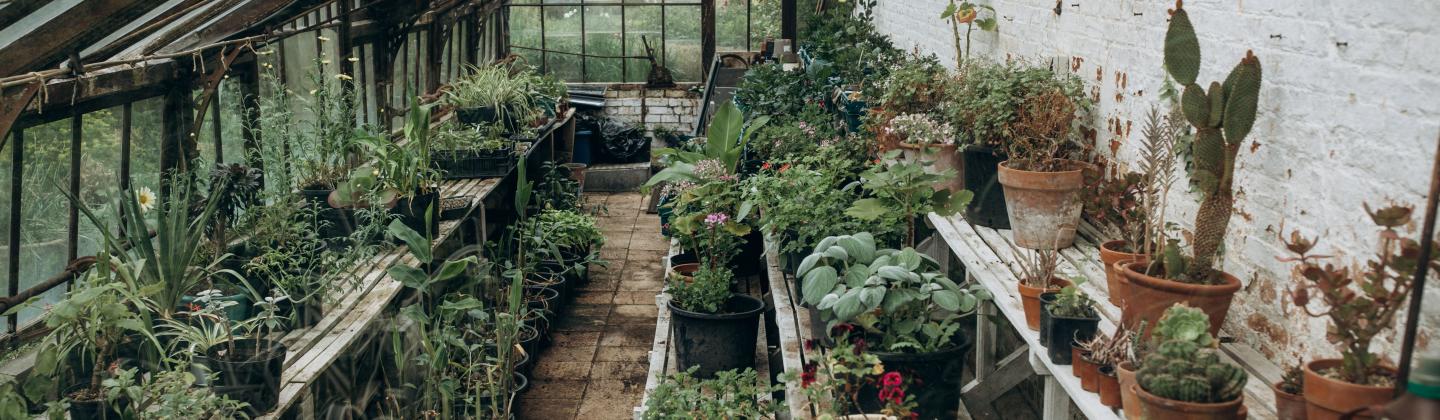 Interior shot of an old Victorian greenhouse filled with potted plants