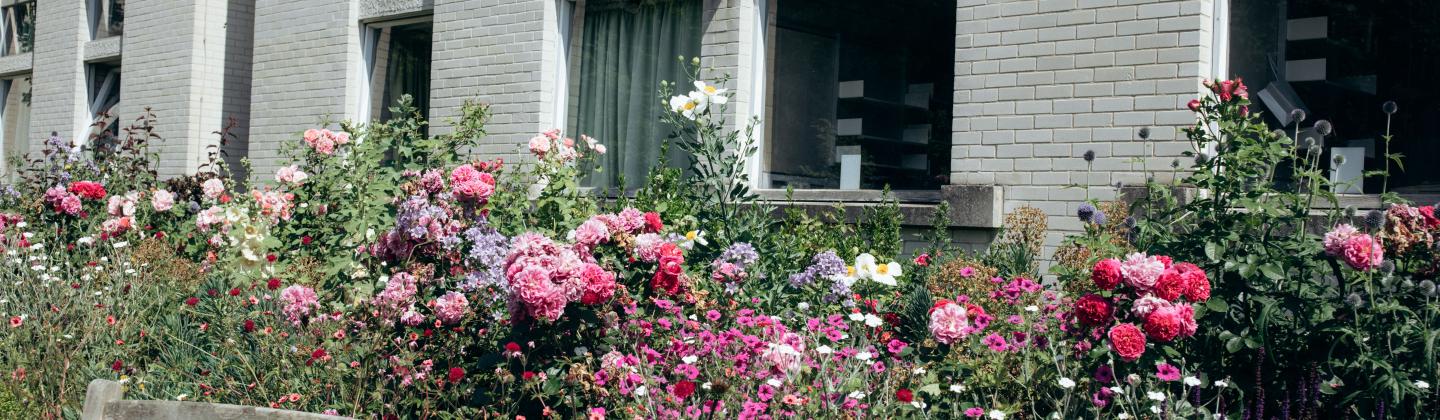 A bench in the college garden, surrounded by flowers