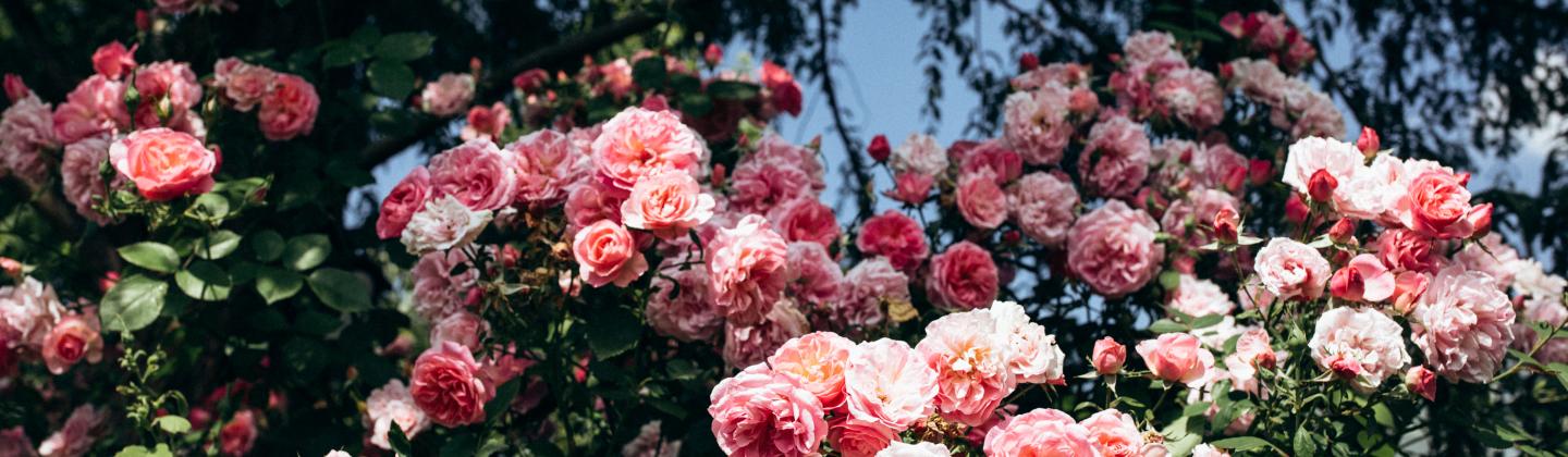 Roses in the Postgraduate garden